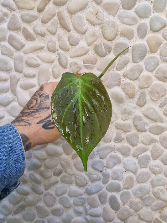 Philodendron Camposportoanum