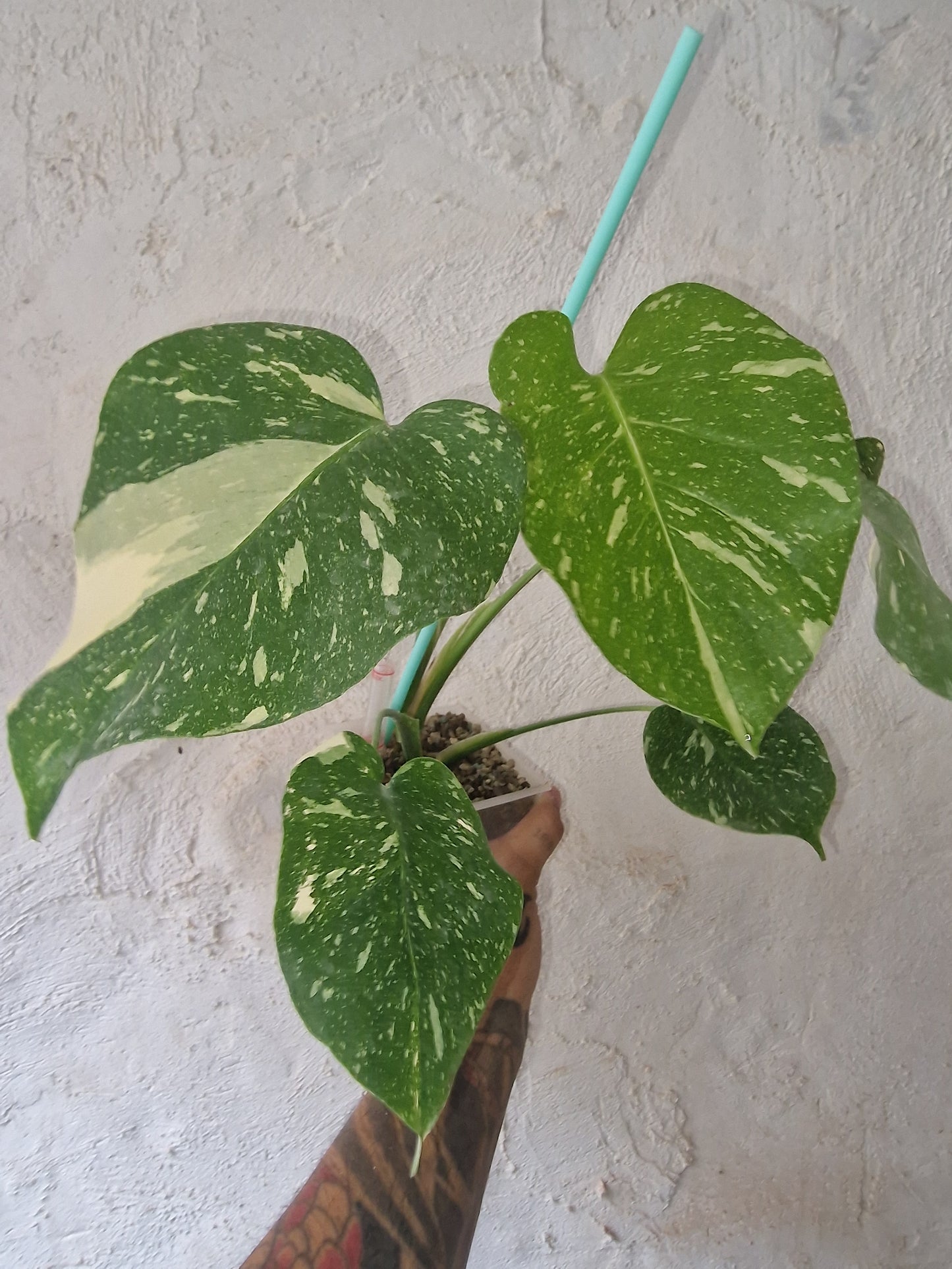 Monstera Thai Constellation