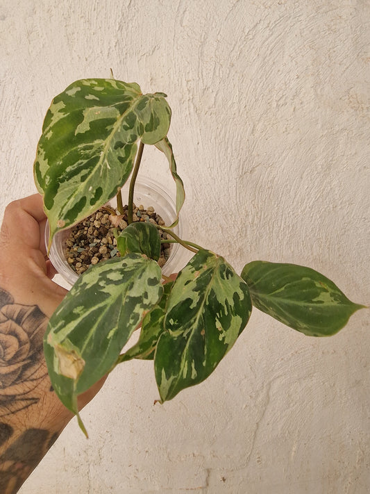 Philodendron Gloriosum Variegata