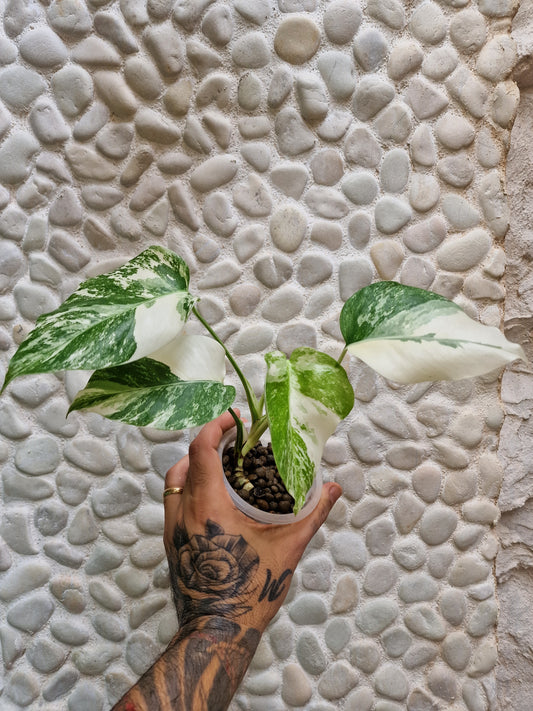 Monstera Variegata  Albo