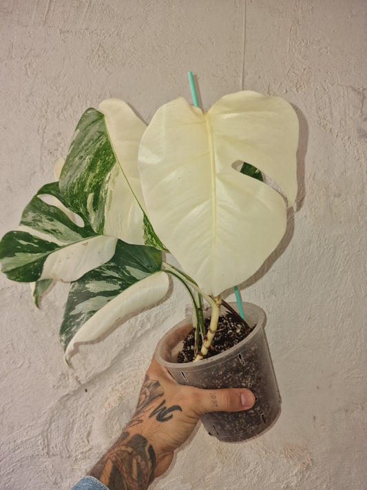 Monstera Halfmoon