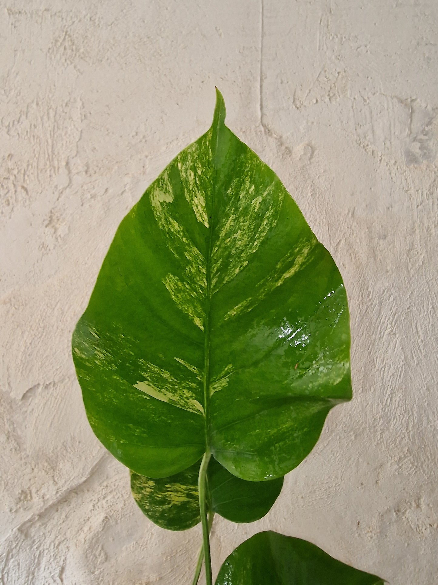 Monstera Aurea Marmorata Tricolor