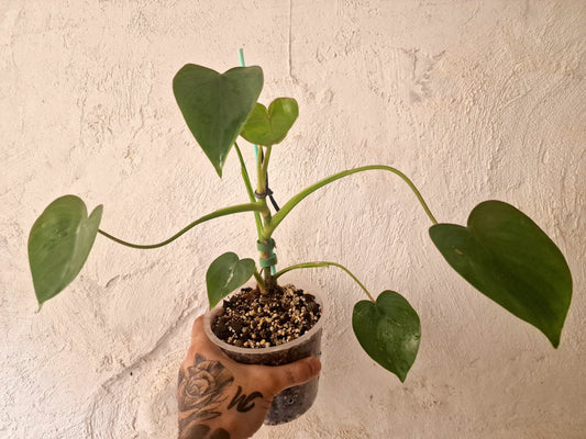 Philodendron Ricardoi