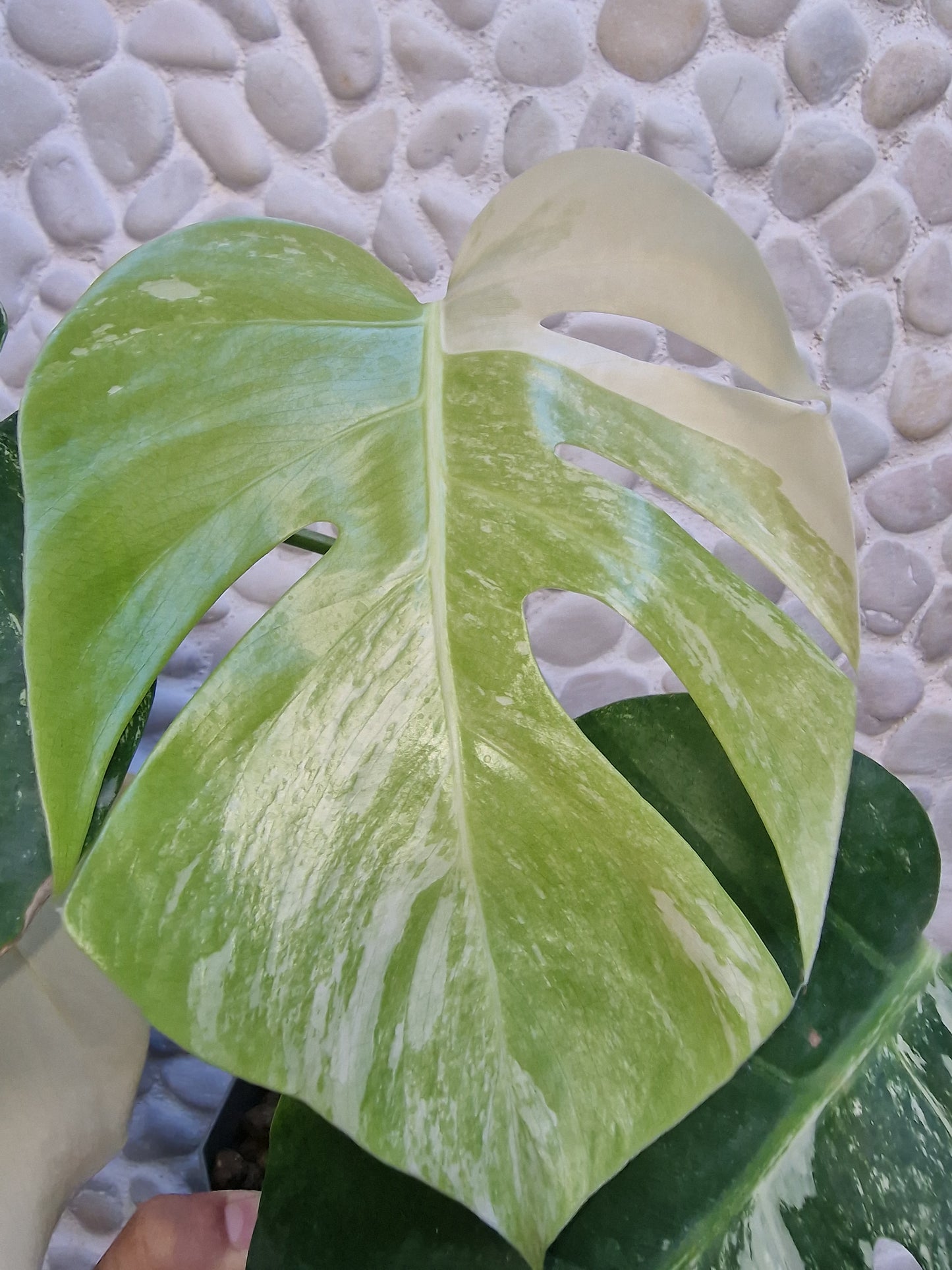 Monstera Variegata