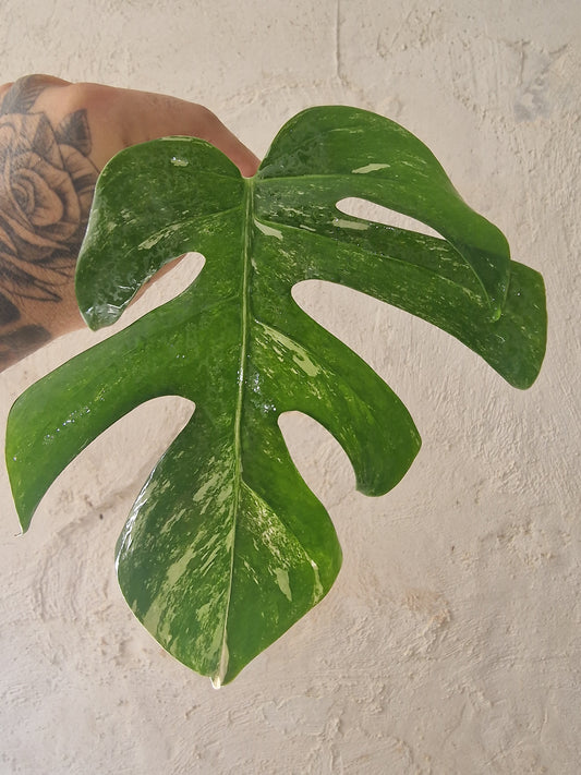 Monstera Variegata