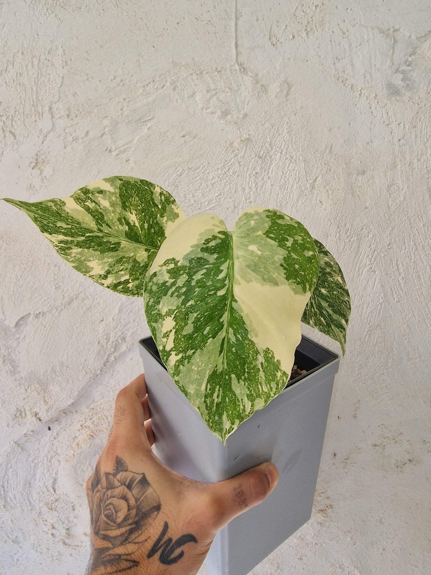 Monstera Thai Con Legacy