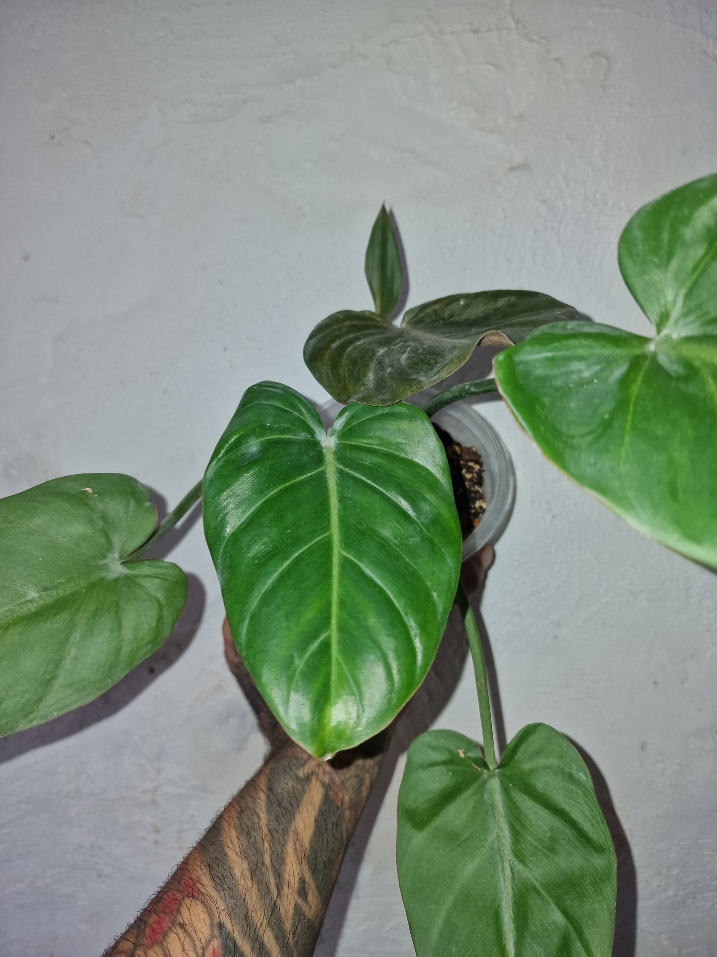 Philodendron Summer Glory