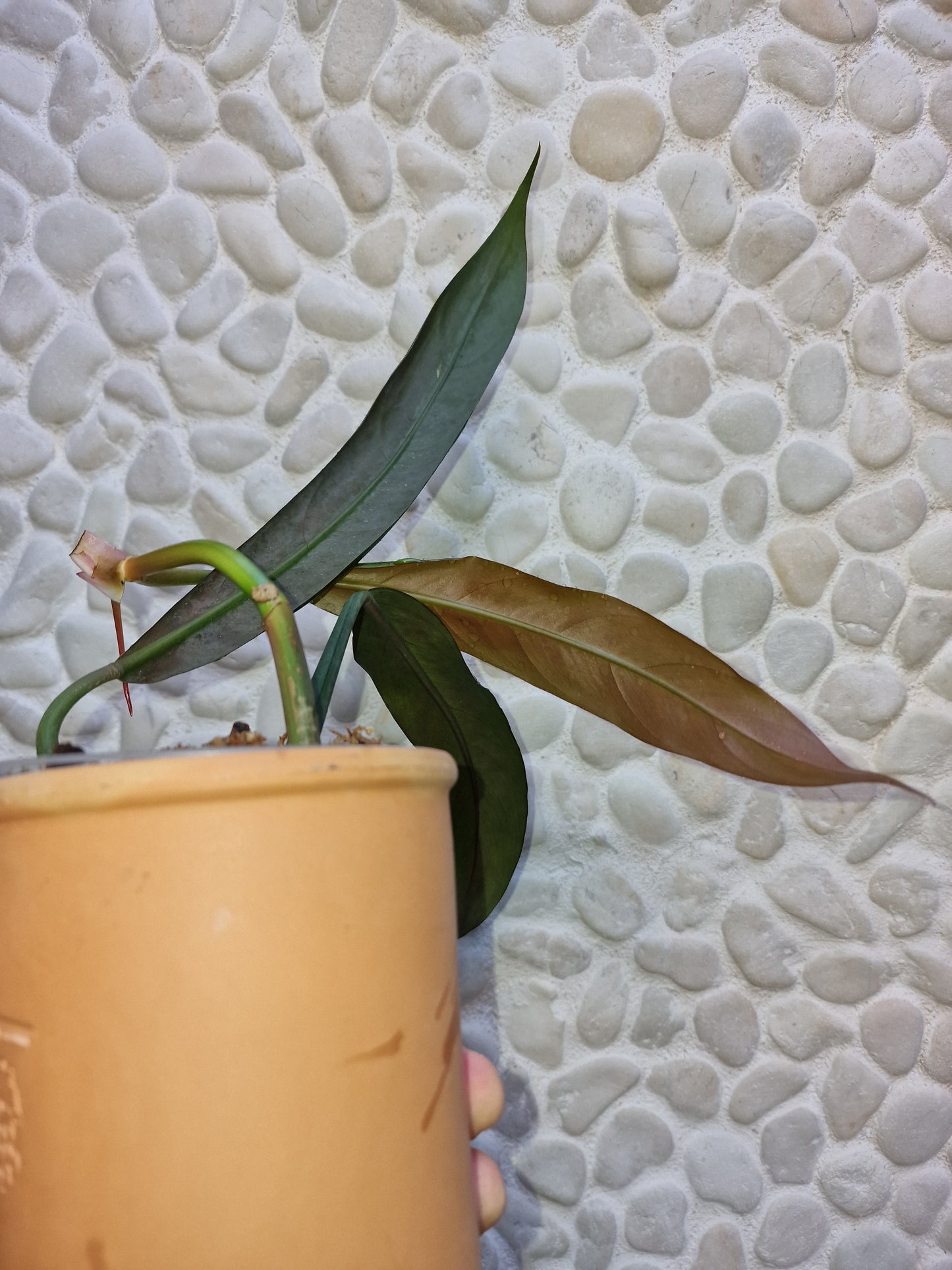 Philodendron Bicolor