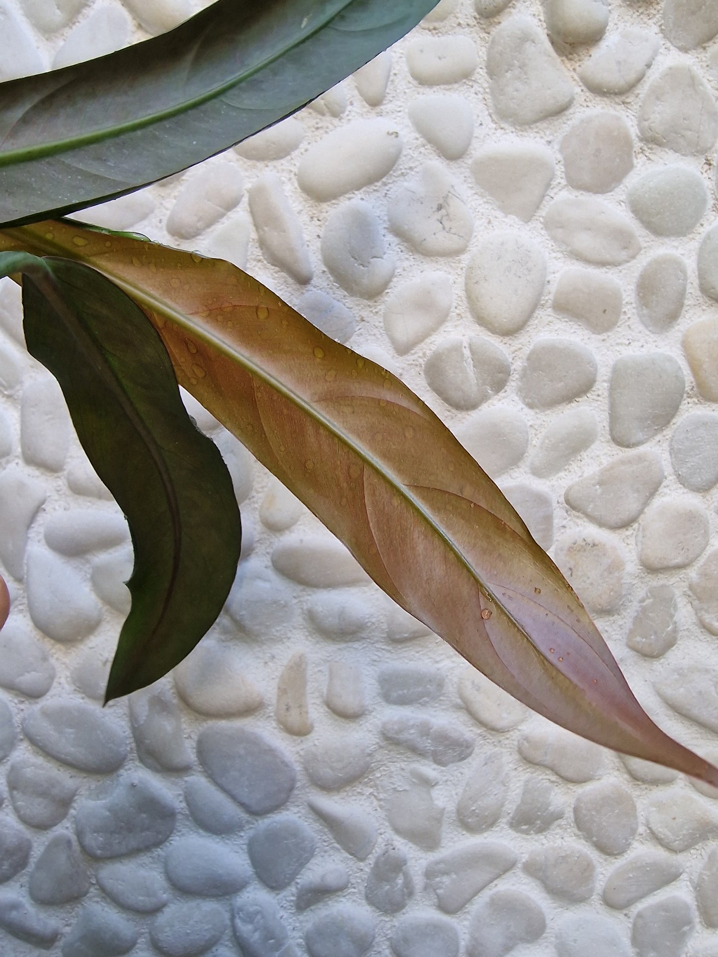 Philodendron Bicolor