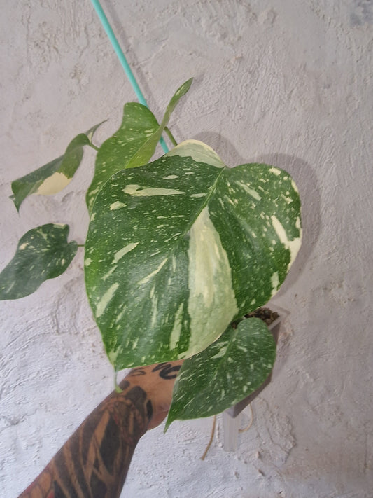 Monstera Thai Constellation