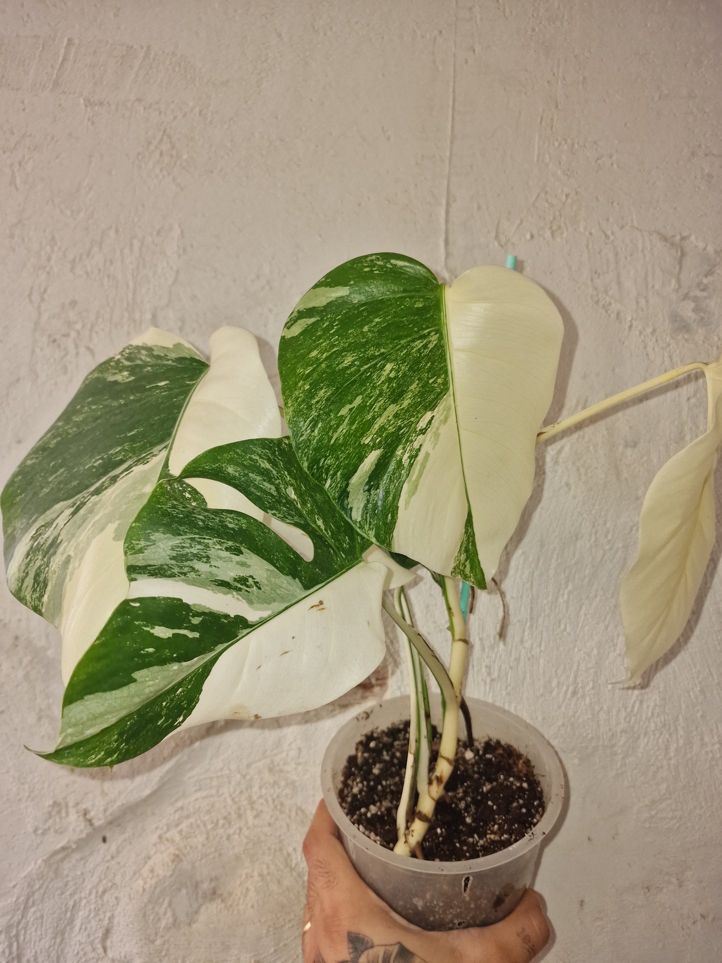 Monstera Halfmoon