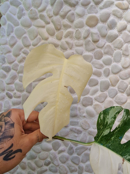 Monstera Halfmoon