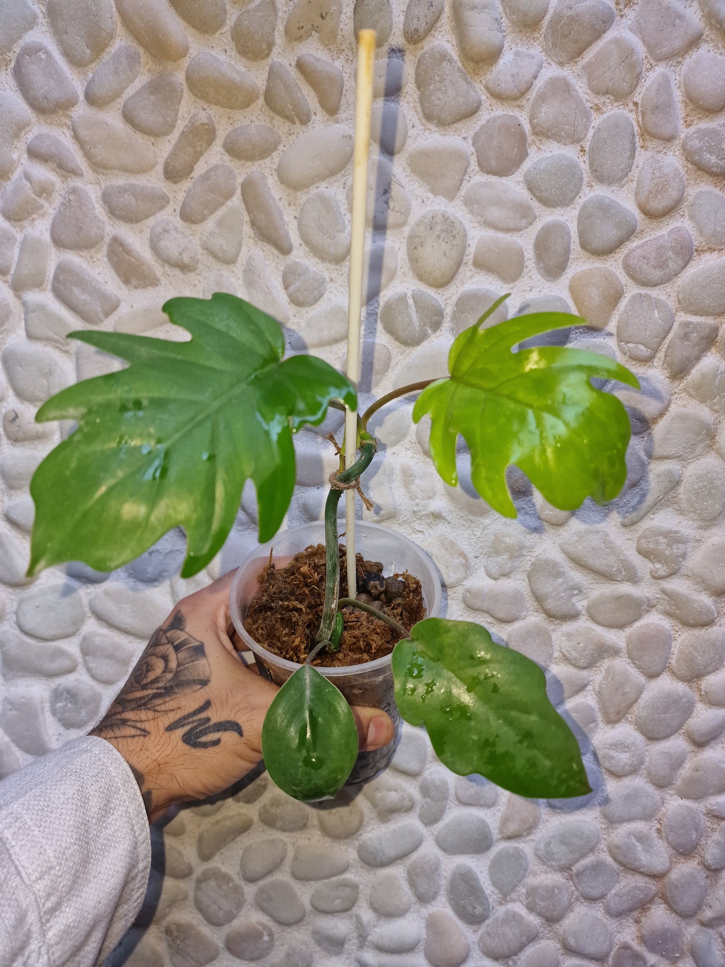 Philodendron Mayoi