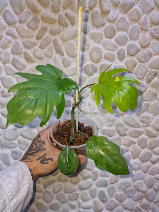 Philodendron Mayoi