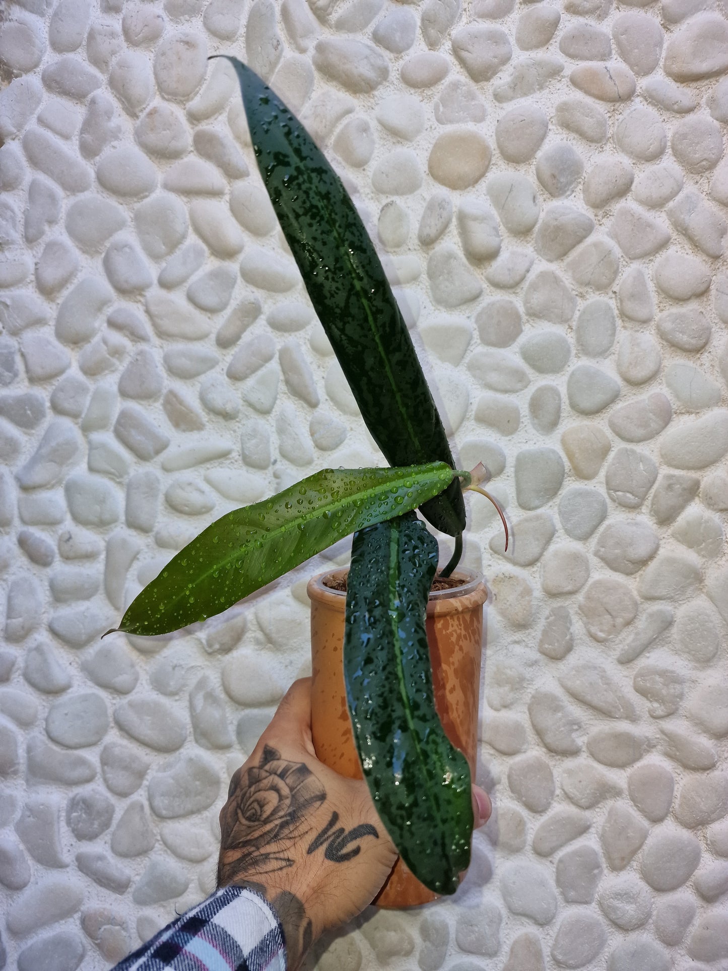 Philodendron Bicolor