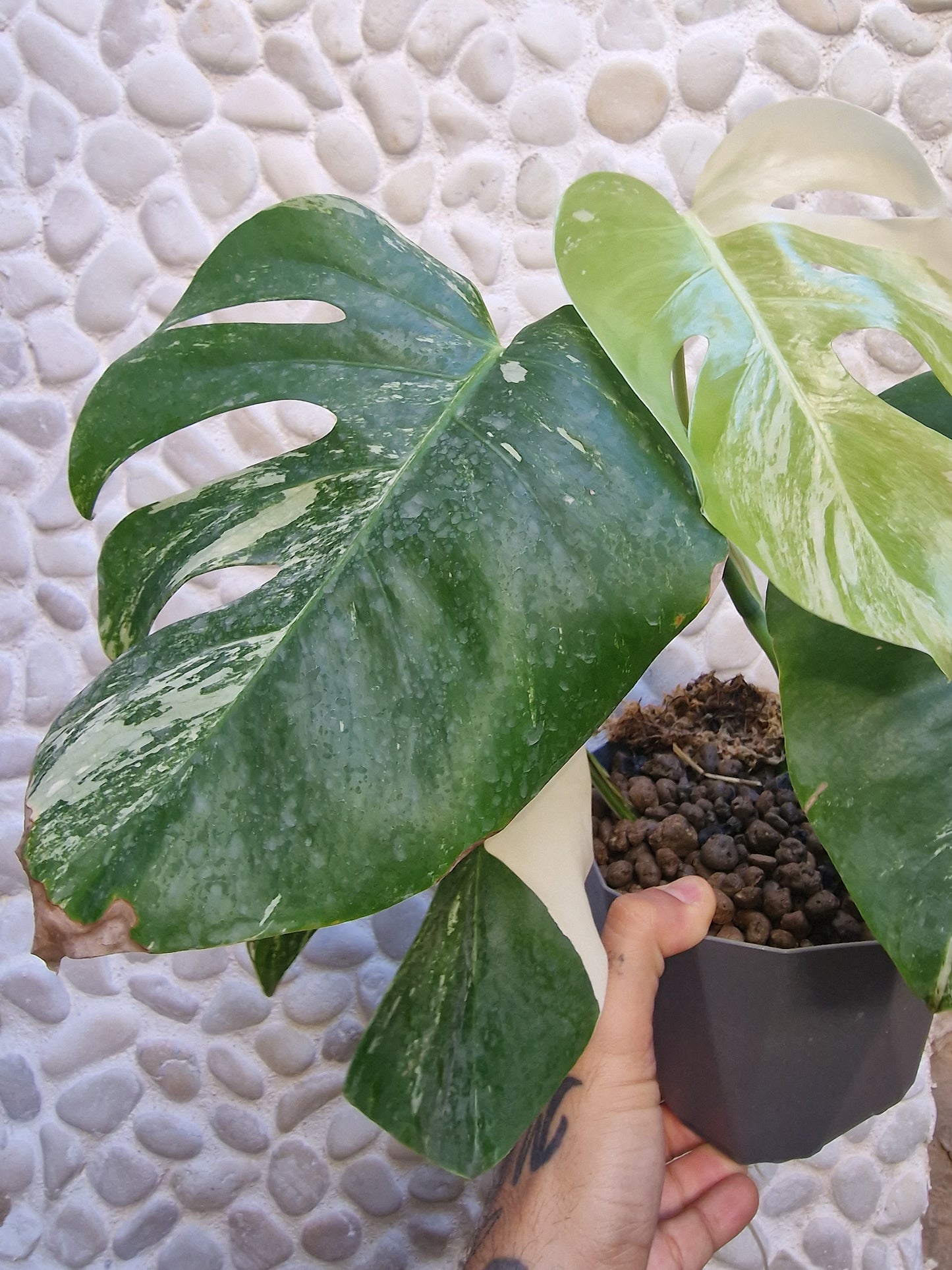 Monstera Variegata