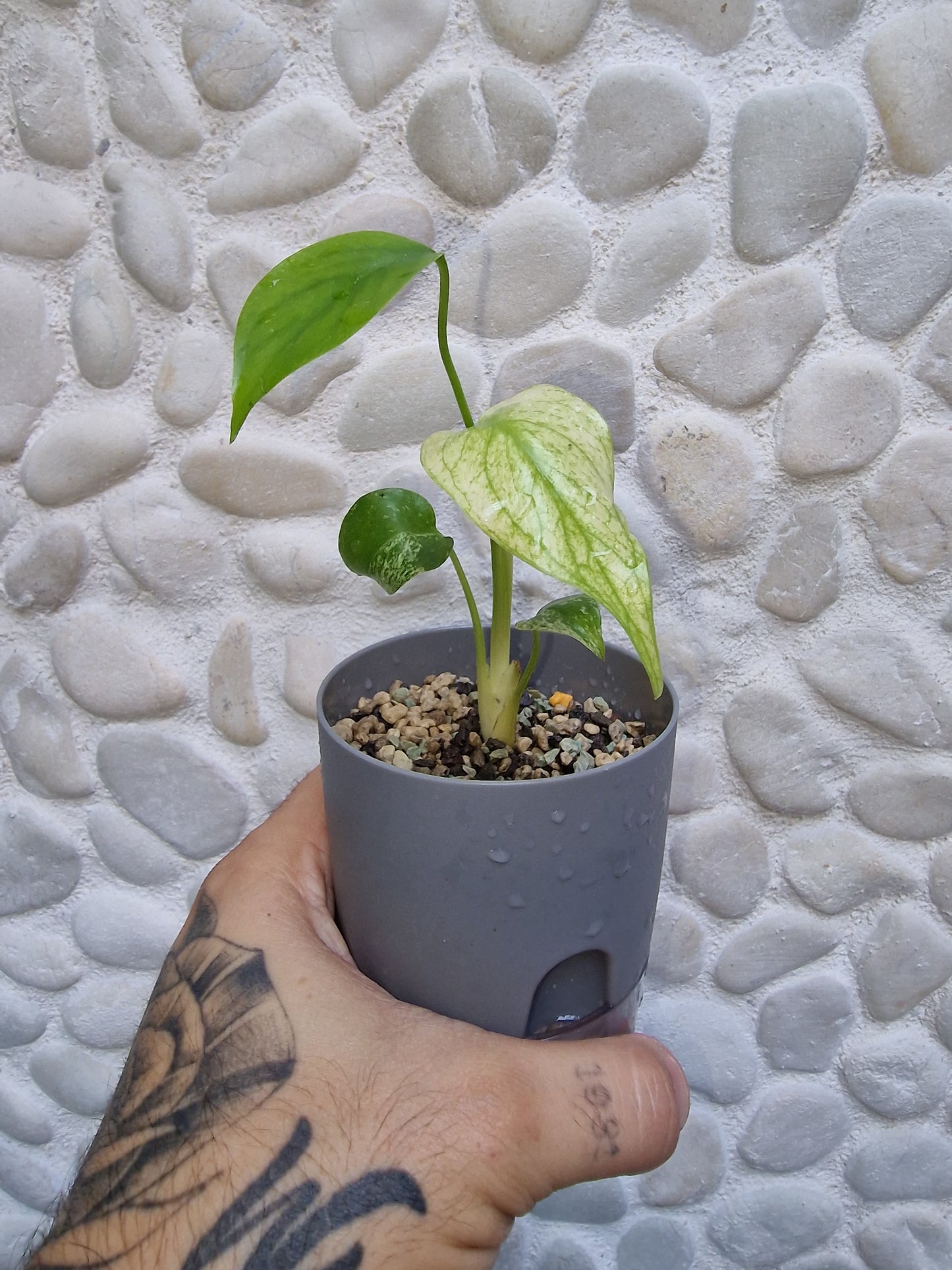 Monstera Deliciosa White Mint