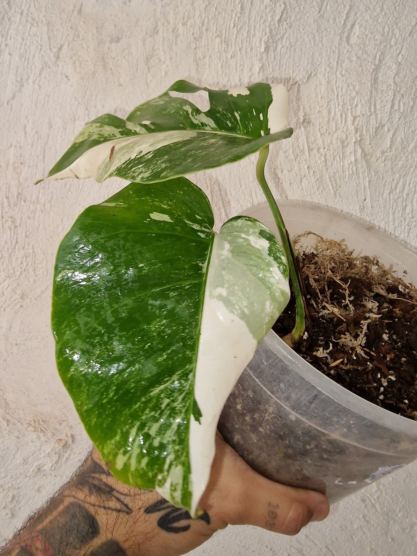 Monstera Variegata