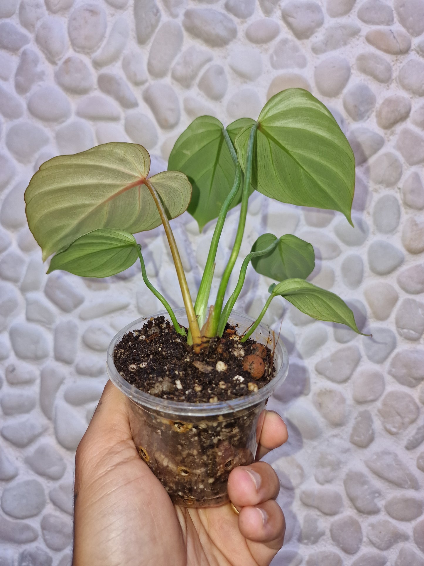 Philodendron Gloriosum White Vein