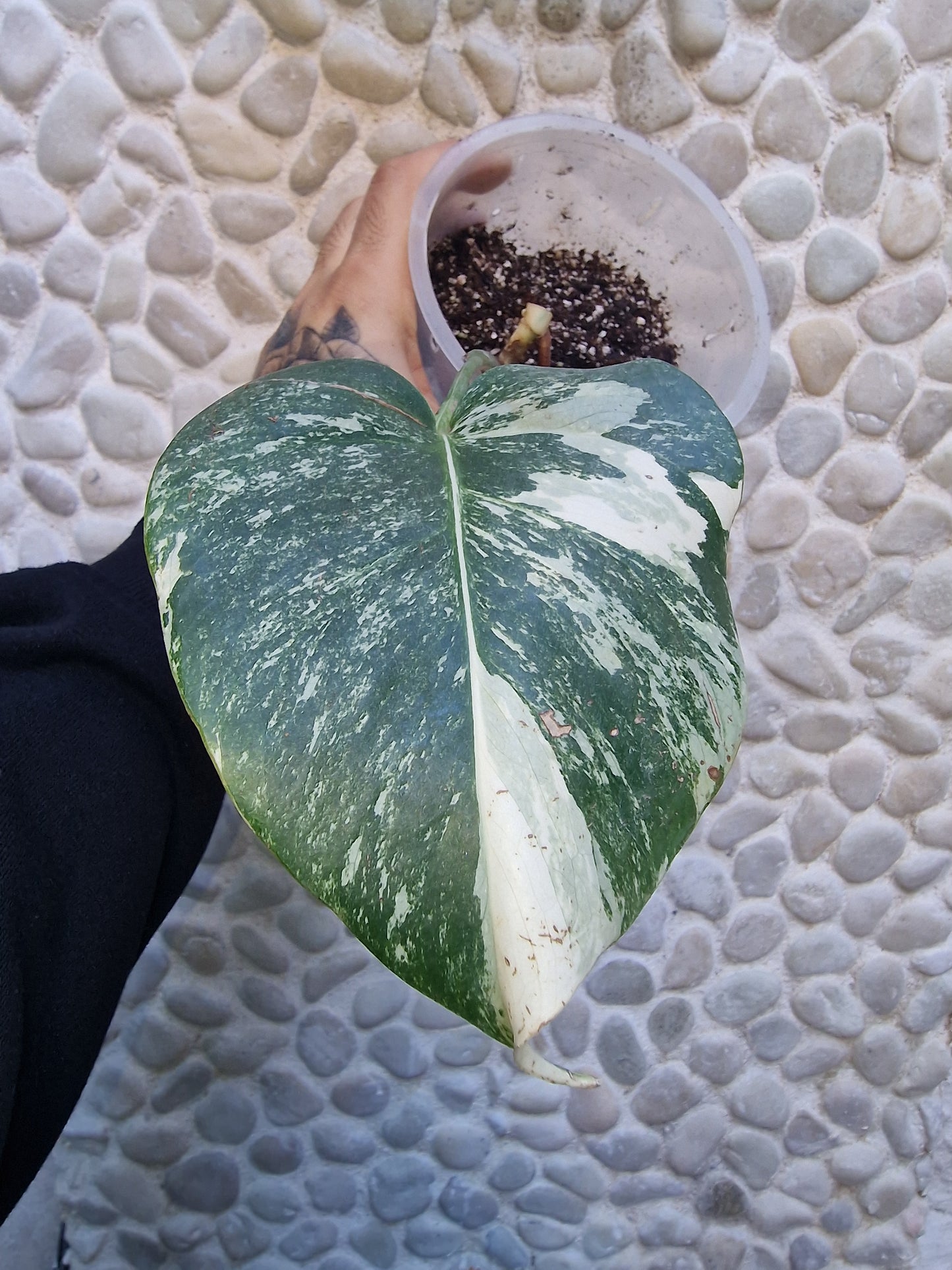 Monstera Variegata