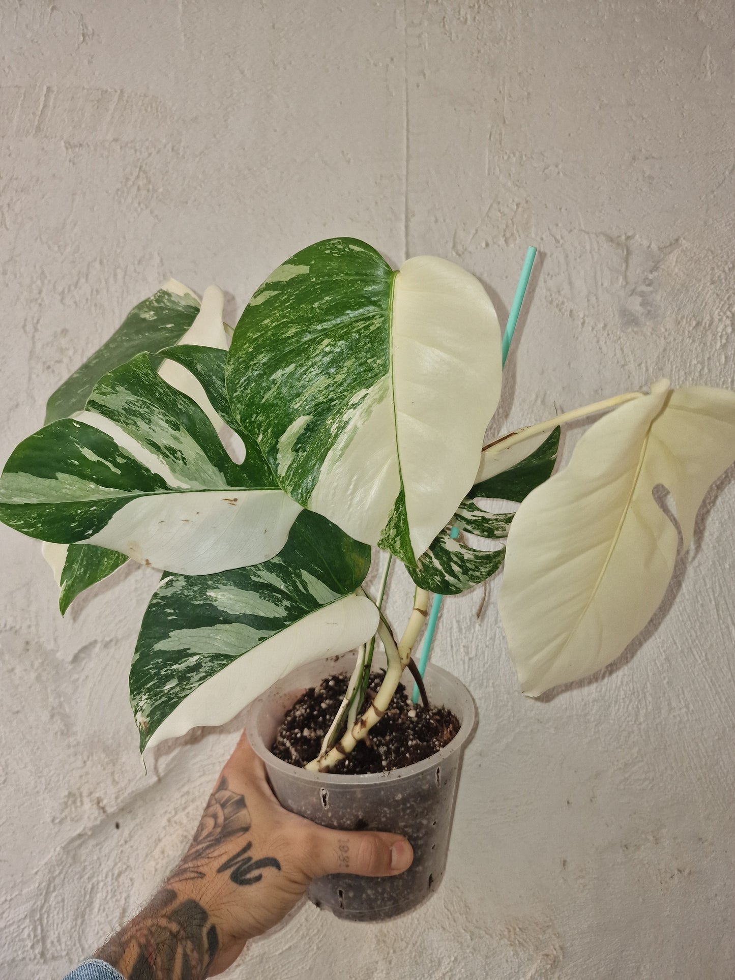 Monstera Halfmoon