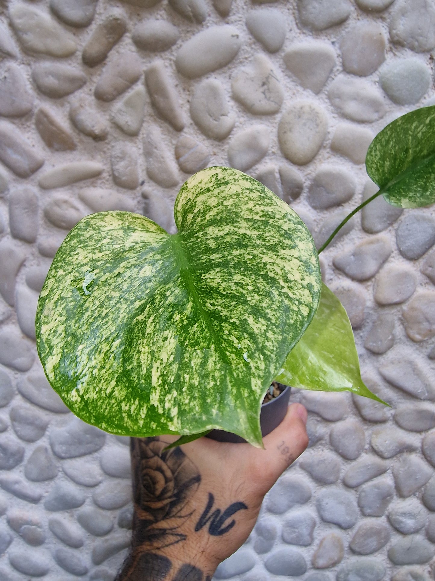 Monstera Deliciosa Mint