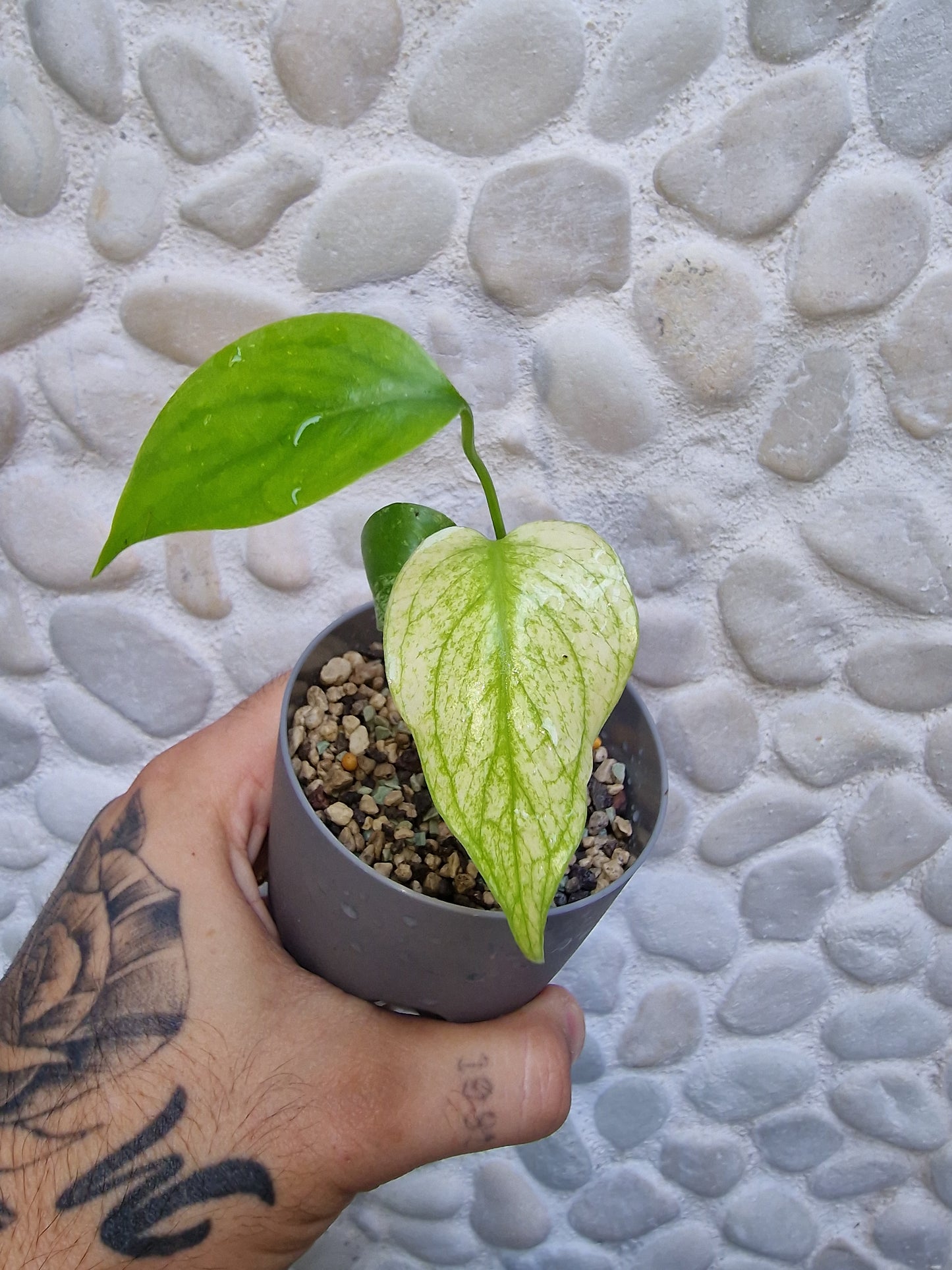 Monstera Deliciosa White Mint