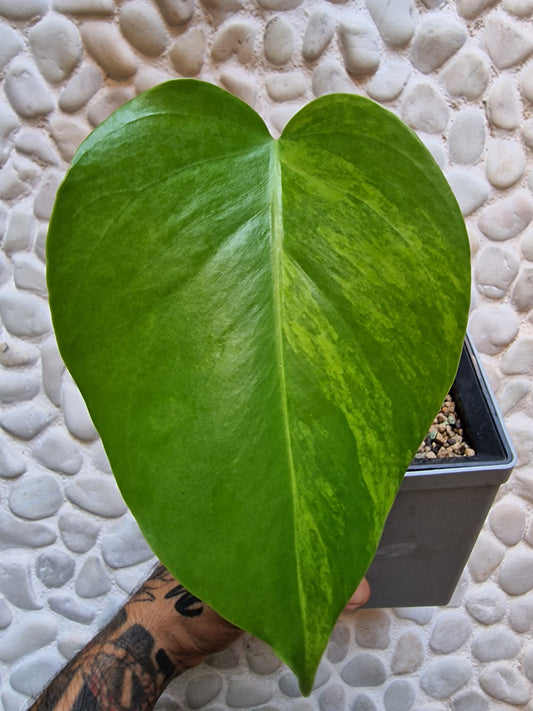 Monstera Aurea