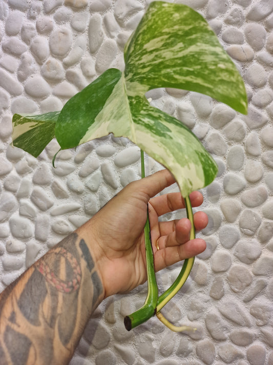 Monstera Variegata