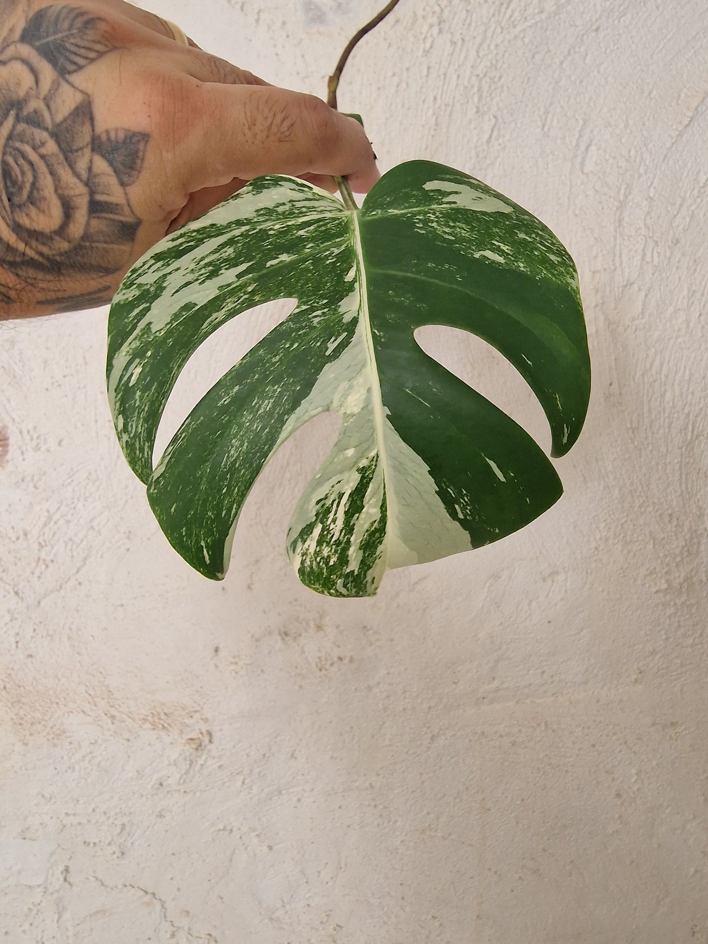 Monstera Variegata