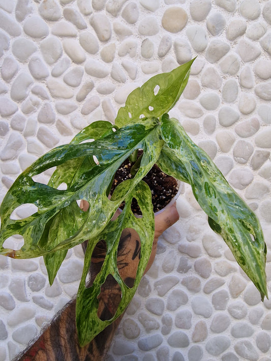 Monstera Indonesian Marble