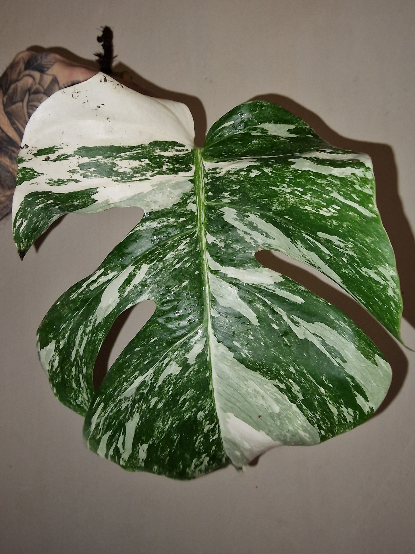 Monstera Variegata