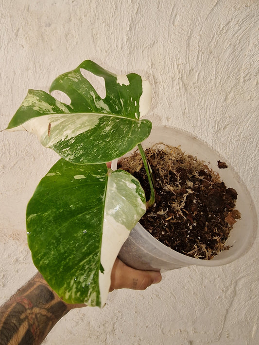 Monstera Variegata