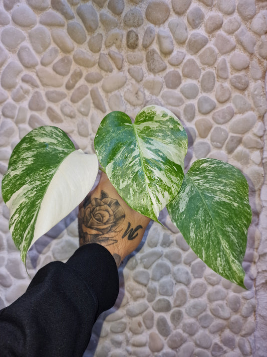 Monstera Albo Variegata 3