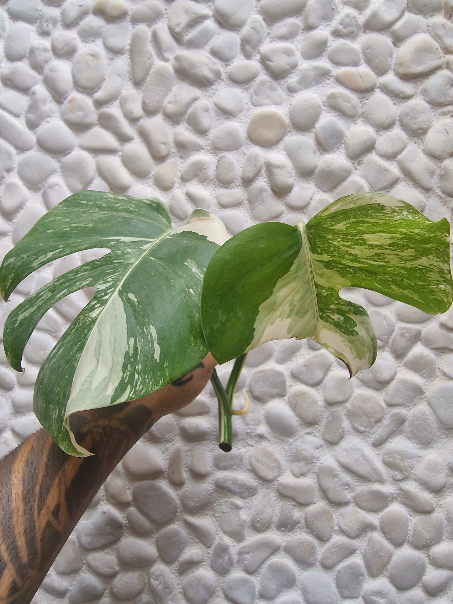 Monstera Variegata