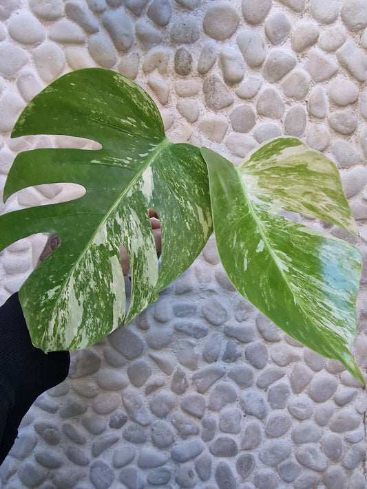 Monstera Variegata