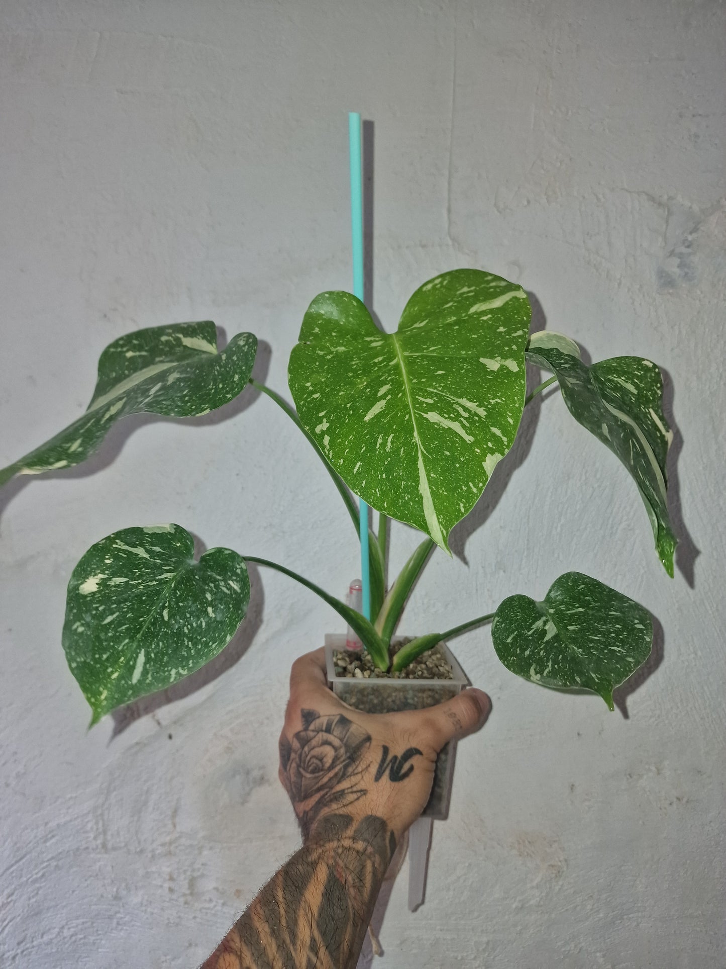 Monstera Thai Constellation