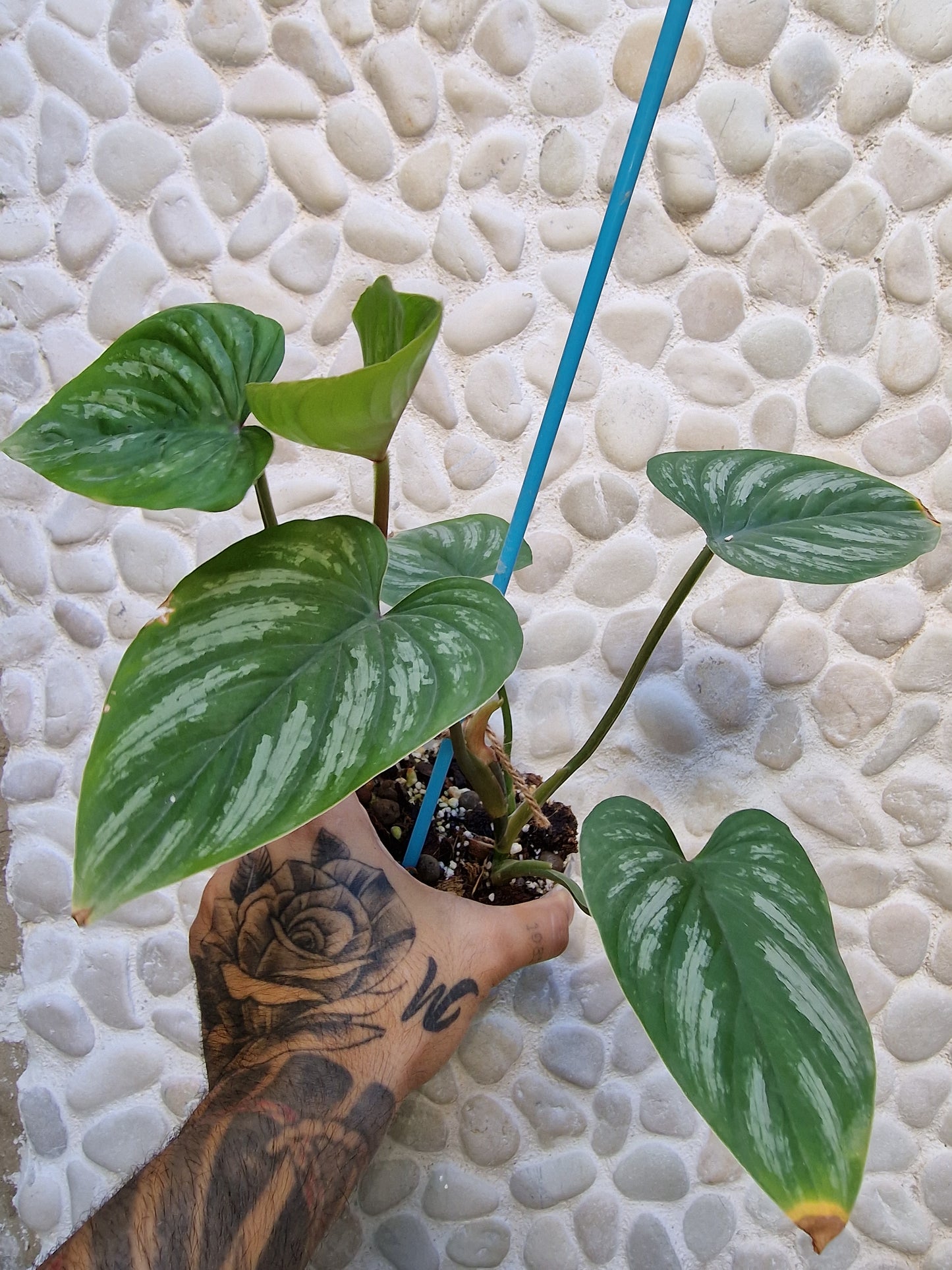 Philodendron Mamei