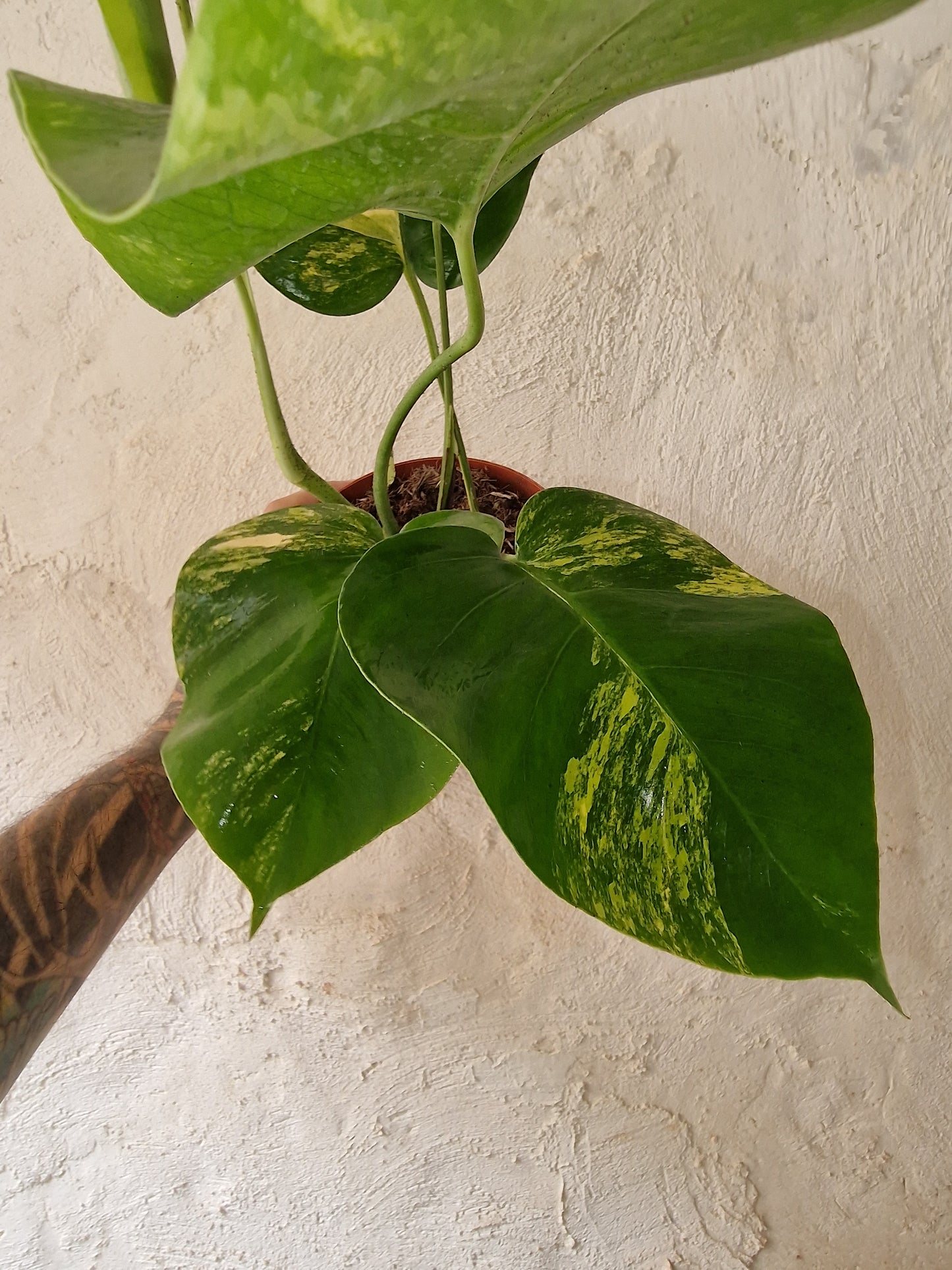 Monstera Aurea Marmorata Tricolor