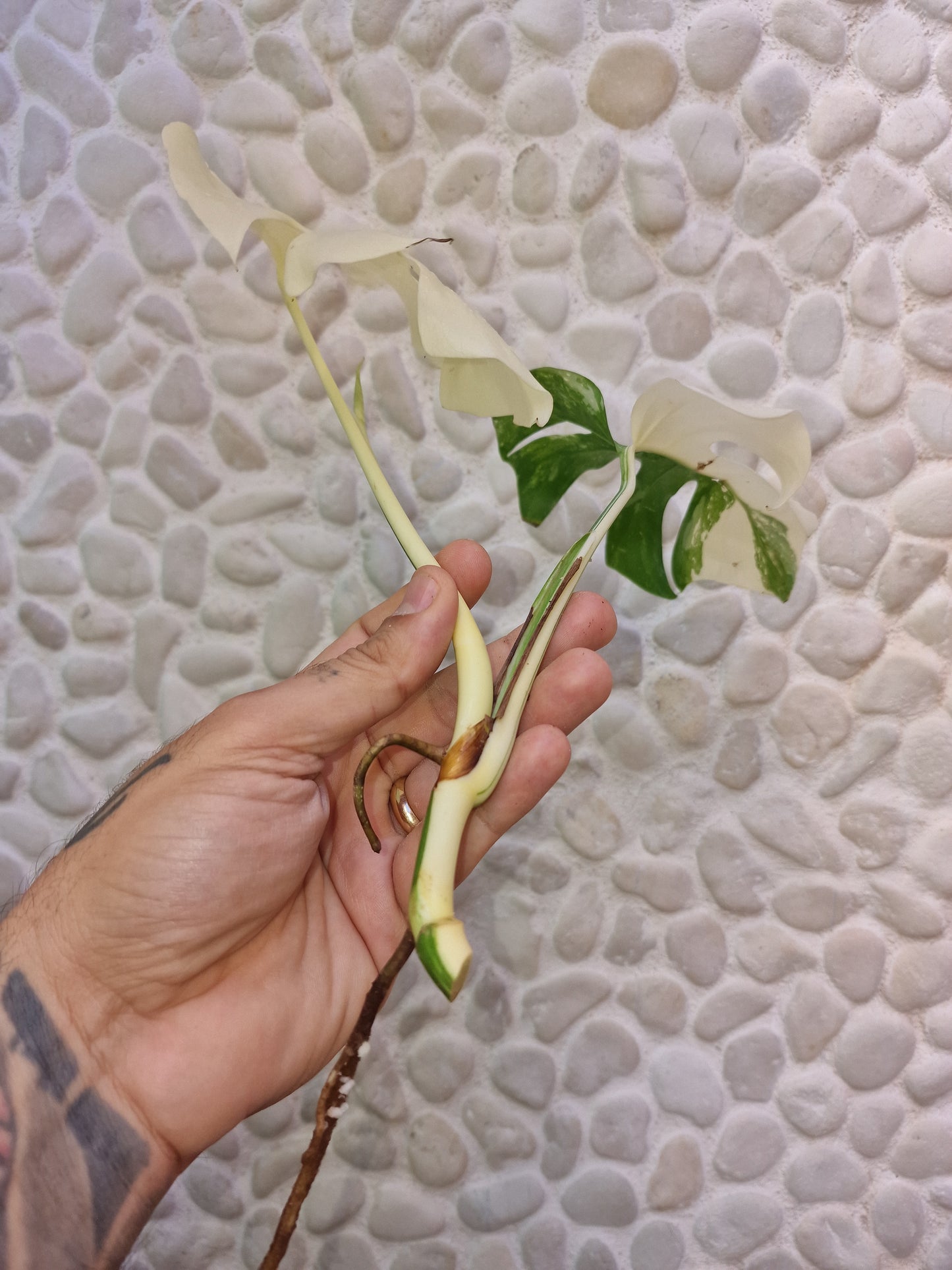 Monstera Halfmoon