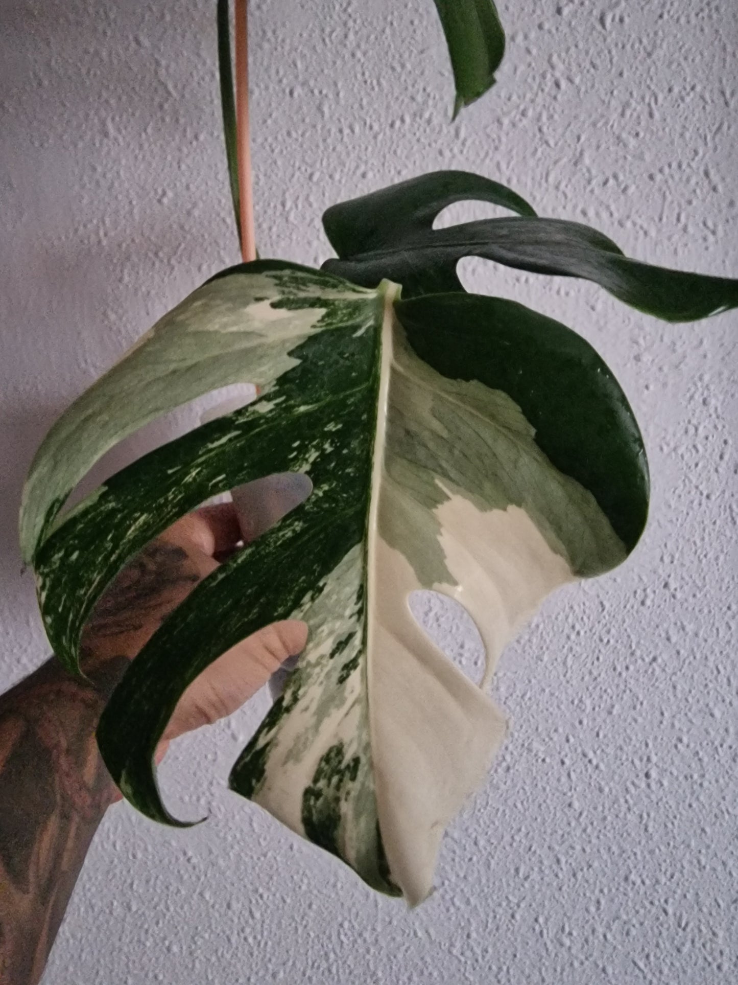 Monstera Variegata