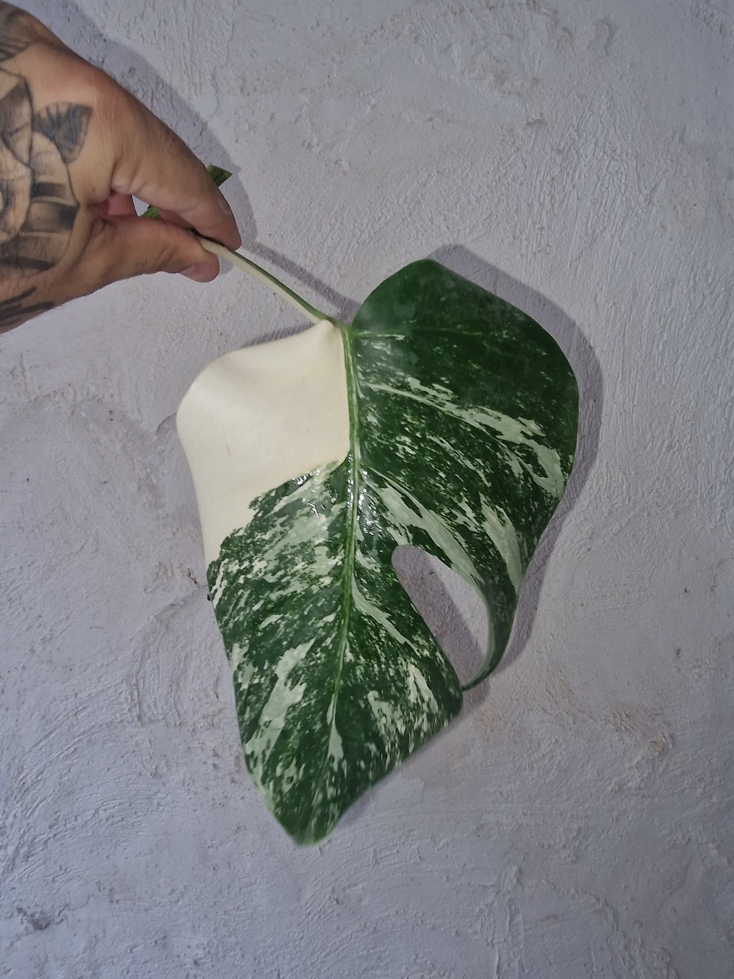 Monstera Variegata