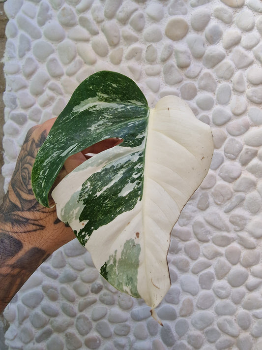 Monstera Halfmoon