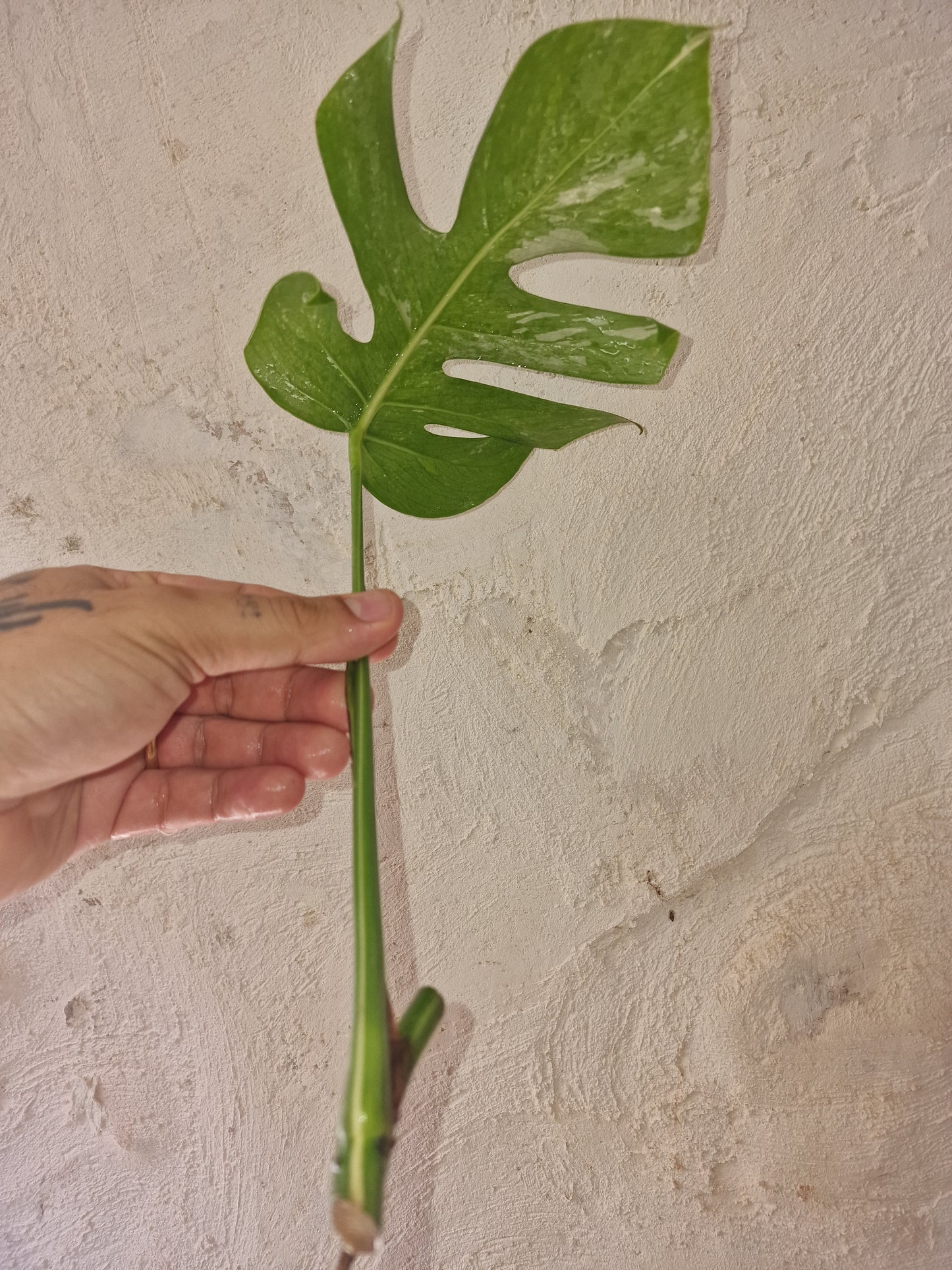 Monstera Variegata