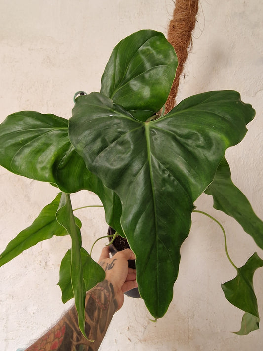 Philodendron Sharoniae San Antonio XL