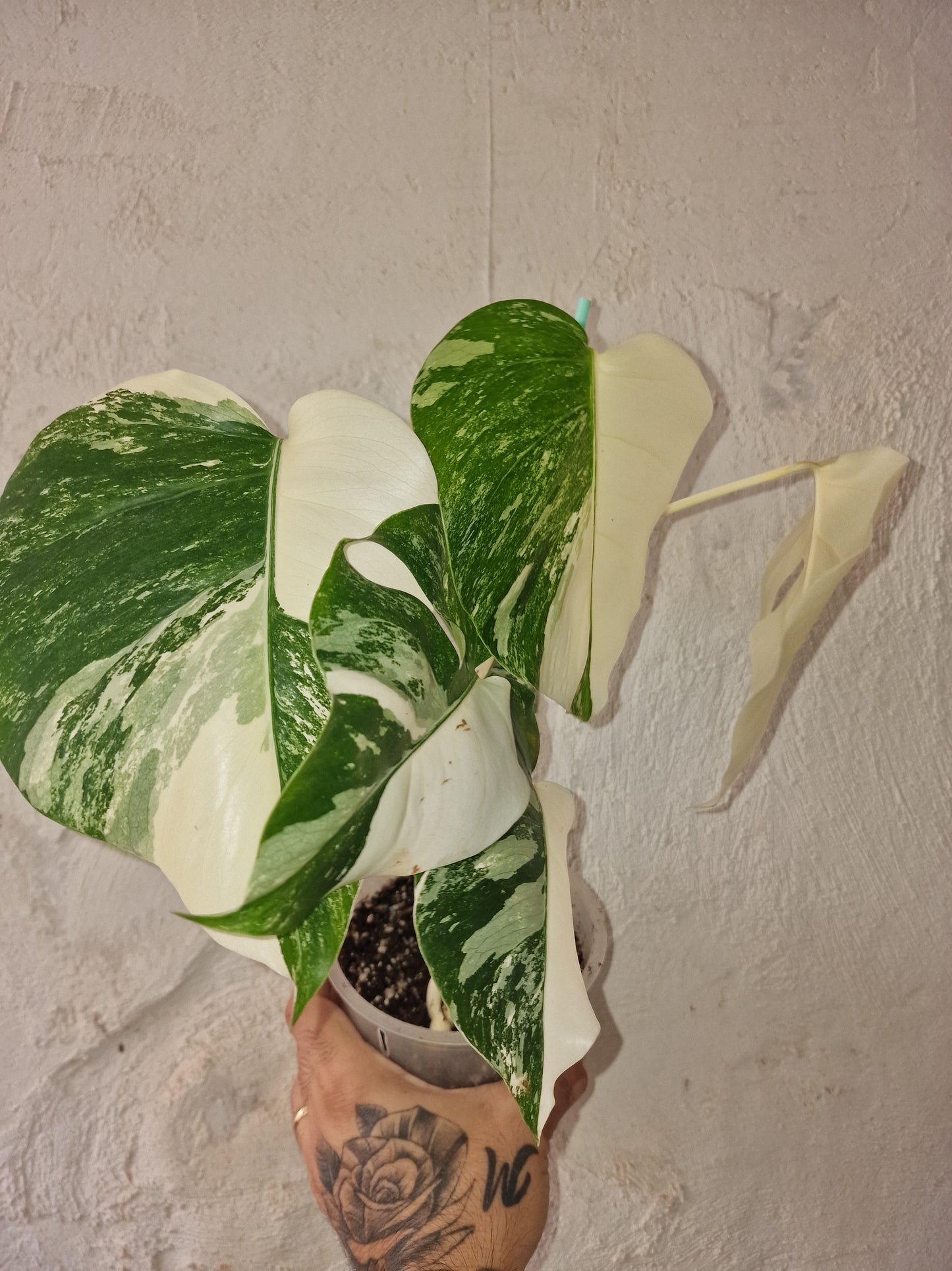 Monstera Halfmoon