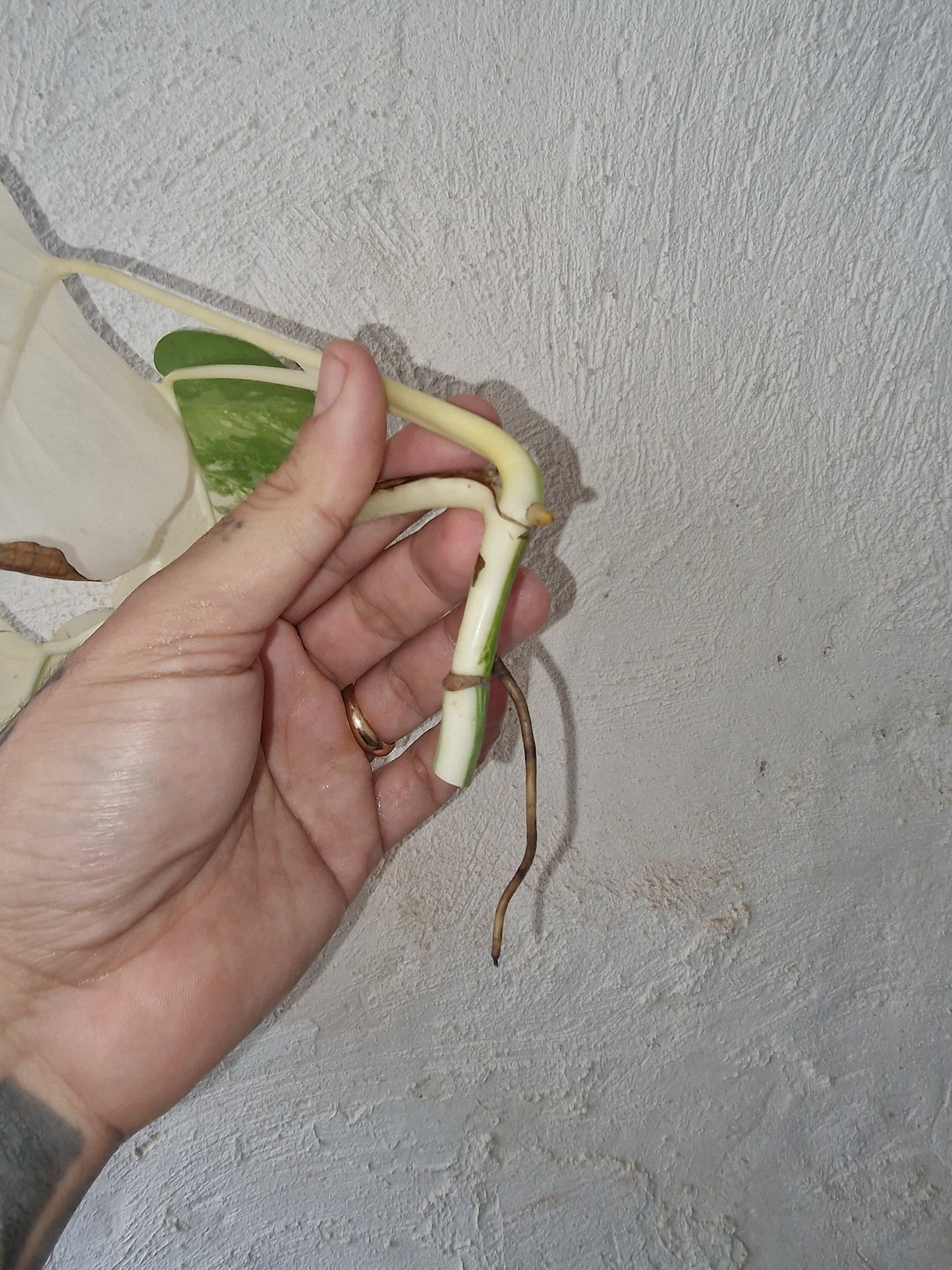 Monstera Halfmoon