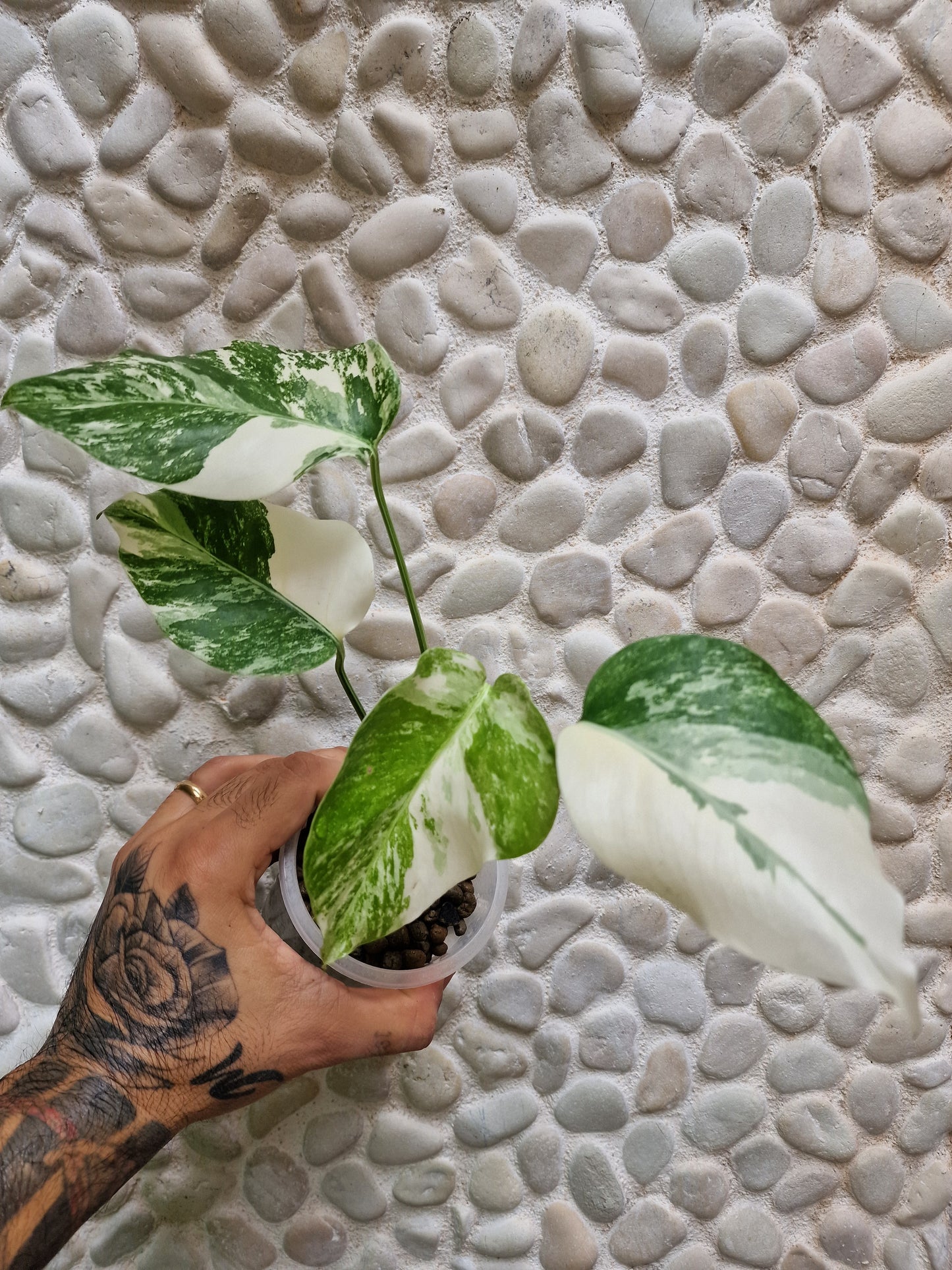 Monstera Variegata  Albo